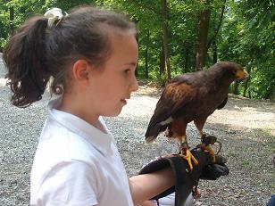 Corso_Falconeria